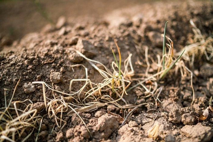 点击放大图片 及时雨与父亲节