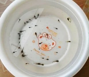 我记忆当中已经消失或者正在消失的异类食物