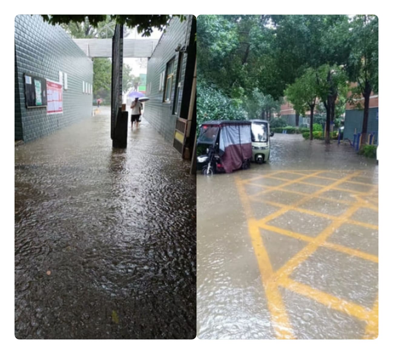 邪恶白海豚